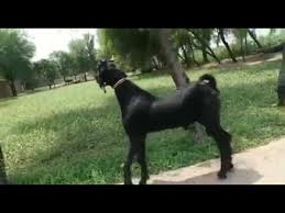 Black And White Goat Breeds Nachi Dancing Goat Breed Breeds Animals Goats