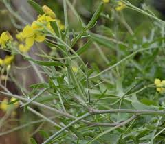 Image result for Diplotaxis tenuifolia