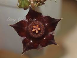 Image result for Duvalia polita