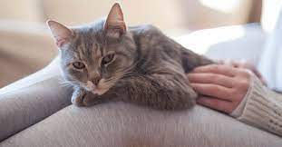ruyada kedi yavrusu gormek ne anlama gelir ruyada kedi yavrusu gormek ve sevmek ne demek ruya tabirleri haberleri