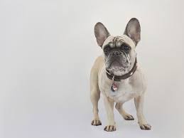 Discover french bulldog world (frenchbulldogwd) instagram posts, videos & stories • download french bulldog world instagram. French Bulldog Dog Purebred Free Photo On Pixabay