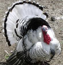 Black And White Turkey Black And White Turkey Animals Beautiful Horse Farms Animals