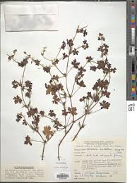 Image result for Geranium ocellatum