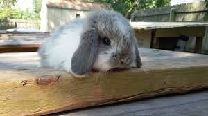 Cute Broken Opal Holland Lop Baby Bunny B L S Rabbitry Mini Lop Bunnies Funny Bunnies Holland Lop