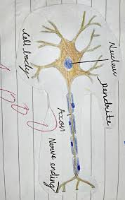 Maybe you would like to learn more about one of these? Rocco Figieloe Nucleus Plant Cell Only Brainly What Are The Similarities Of Plant And Animal Cells Brainly The Cell Wall Of Two Adjacent Cells Are Cemented Together By Middle Lamella