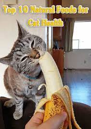 Top 10 Natural Foods For Cat Health Homemade Cat Food Cat Nutrition Sick Cat