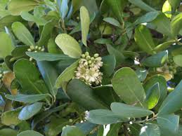 Image result for Brexia madagascariensis