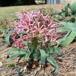 Image result for Ammocharis angolensis