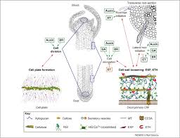 Maybe you would like to learn more about one of these? Phytohormones And The Cell Wall In Arabidopsis During Seedling Growth Trends In Plant Science