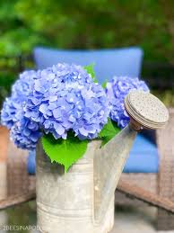 This will allow the hydrangea to drink more water. Pin On Watering Can With Flowers