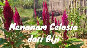 Cara Menanam Bunga Celosia Dari Biji Di 2020 Menanam Menanam Bunga Bunga