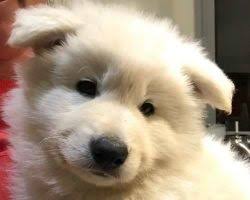 Our puppies are currently ready for inspection and will be ready to go to homes our customised search tool lets you choose your preferred breed and location, and will deliver a list of pups for sale, truly simplifying your search for a. White Swiss Shepherd Breeders Links And Breed Information On Pups4sale Com Au