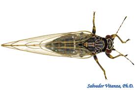 Image result for Oryzidium barnardii