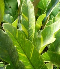 Image result for Pyrrosia rhodesiana