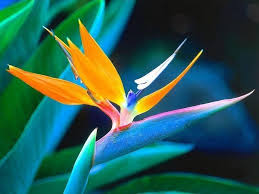 Tropical Bird Of Paradise Arizona Strelitzia Reginae A Perennial Plant Whose Flower Is Grace And Elegance Is Similar With Th Birds Of Paradise Plant Paradise Flowers Birds Of Paradise Flower