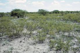 Image result for Acrotome thorncroftii