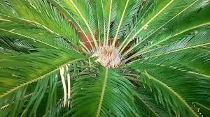 Big garden garden trees home landscaping front yard landscaping amazing gardens beautiful gardens plumeria tree garden basket garden landscape design. Home Garden Plants Flowers Garden Trees And Flowers Home Garden Tour Youtube