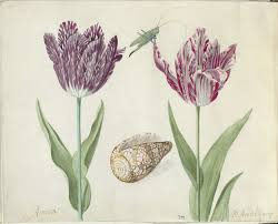 twee tulpen een schelp en een sprinkhaan jacob marrel 1637 1645 botanische illustratie tulpen kunstbloemen