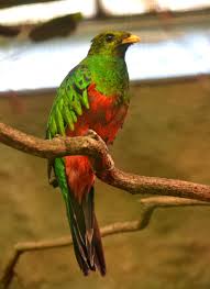 They are very arboreal and rarely land on the ground. Image Pharomachrus Auriceps Golden Headed Quetzal Biolib Cz