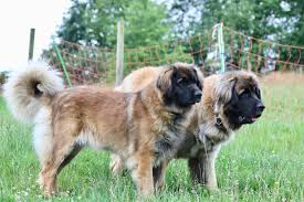 They make an excellent guard dog and will always be leonberger dogs can be aggressive to other leonbergers of the same sex. Leonberger Vom Rheinkiesel