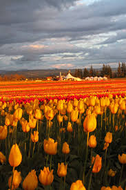 Wooden Shoe Tulip Festival Woodburn Or Woodenshoe Com Flower Field Tulip Festival Flower Farm