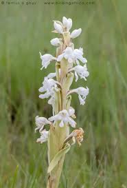 Image result for Satyrium buchananii