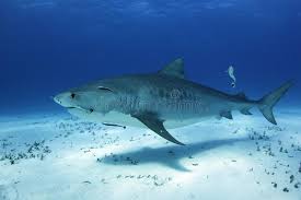 See more ideas about tiger shark, shark, shark week. 1 645 Tiger Shark Photos Free Royalty Free Stock Photos From Dreamstime