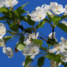 According to michigan forest forever teachers� guide, there are over 14 billion trees � and over 100 tree species � in michigan. These Are The Best Flowering Trees To Plant In Your Yard