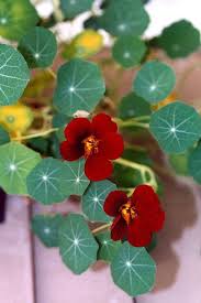 Pin On Flores Gigantes
