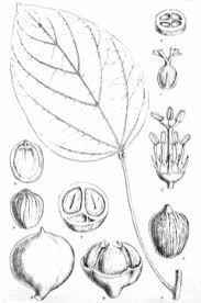 Image result for Vernicia