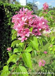 Image result for Ruspolia seticalyx