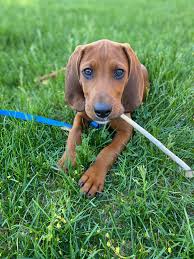Don't miss what's happening in your neighborhood. My Redbone Coonhound Puppy Pearl Rarepuppers