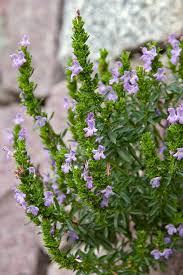 Image result for Satureja