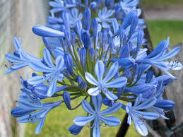 Apr 09, 2021 · drought tolerant once established, be sure to water plants often the first few years. 6 Blue Flowers Hoselink