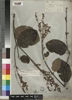 Image result for Flabellaria paniculata