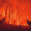 Unos 480 millones de animales han sido víctimas de los voraces incendios forestales que afectan a nueva gales del sur, australia, desde hace aproximadamente cuatro meses, según el presidente de. 1