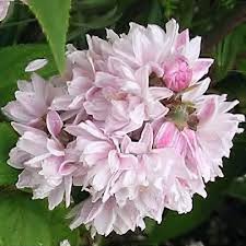 Image result for Deutzia hybrida Pink Pompon