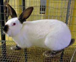We did not find results for: A Beginner S Guide To Rabbit Farming Ebook Included Rabbit Breeds California Rabbit Rabbit