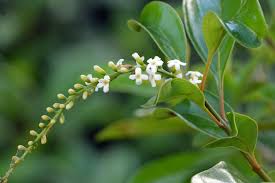 Image result for Citharexylum