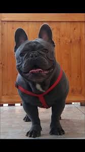 French bulldogs are a brachycephalic breed, meaning they have shorter snouts than other dogs. What To Do If Your Frenchie Drools A Lot Tomkings Kennel
