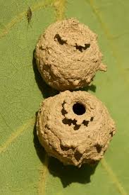 Birds That Make Mud Nests On Houses Mud Nest Of Beetle Wasp Wasp Nest Bees And Wasps