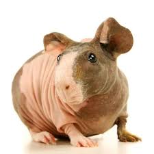 Pet insurance plans are underwritten by united states fire insurance company (naic#21113. Petco Live Small Pets In Store Sale Dealmoon