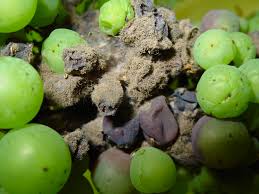 Major pruning occurs in late winter or early spring, and most home gardeners do not prune off enough wood, reports washington state extension, which recommends pruning off about 90 percent of last. Know Your Grapevine Bunch Rots Agriculture And Food