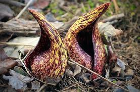 They also sustain our ecosystems and produce our natural First Pennsylvania Wildflowers You Re About To See Pennlive Com