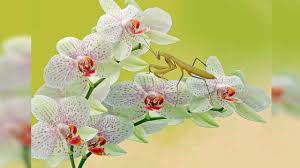 Nama flora paling cocok untuk nama depan. 35 Jenis Bunga Anggrek Indonesia Lengkap Dengan Gambar Dan Penjelasan