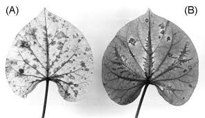 Image result for Lepistemon owariensis