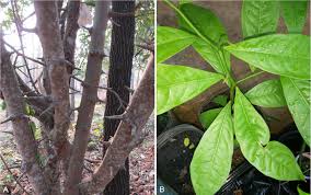 Image result for Artabotrys stolzii