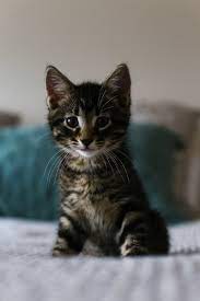 A kitten is a young cat. Brown Tabby Kitten On White Fabric Photo Free Animal Image On Unsplash