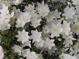 How to choose the best clematis for a long season of blooms. Clematis A Colorful Introduction To Cultivars Of Clematis Dave S Garden