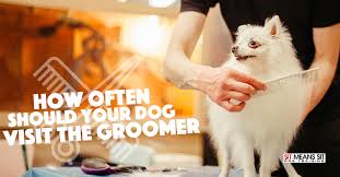 Join our pack and find your walker today. How Often Should Your Dog Visit The Groomer Sit Means Sit Dog Training East Bay